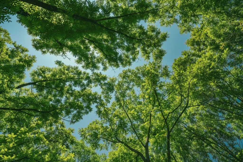 View of vibrant green tree canopy from below, capturing the essence of nature and tranquility.
